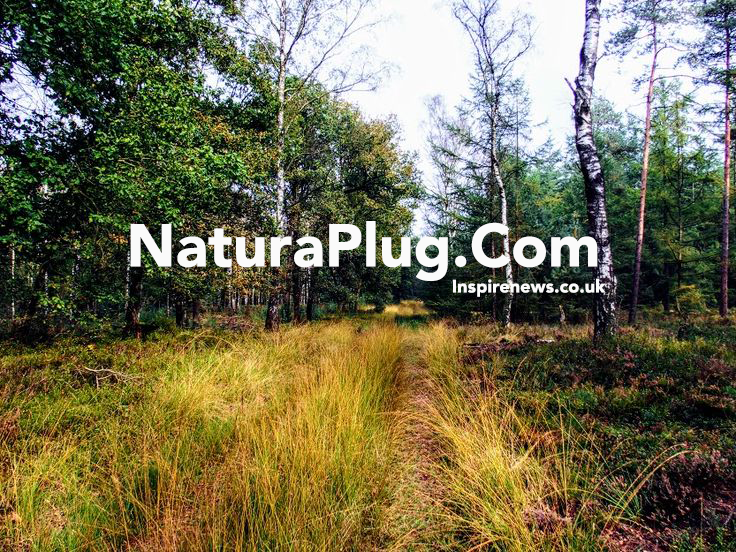 NaturaPlug.Com Redefining Eco-Friendly Solutions for a Sustainable Future