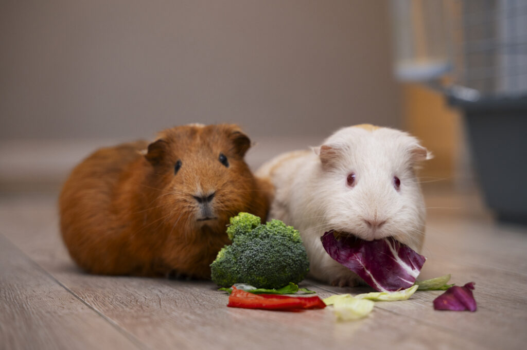 Can Guinea Pigs Eat Green Beans?