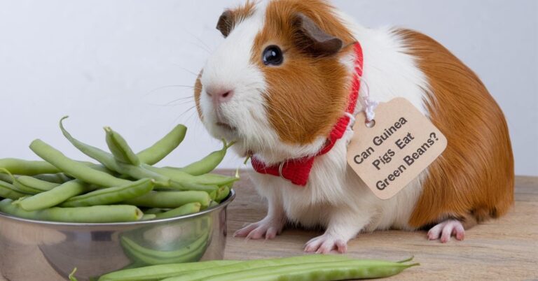 Can guinea pigs eat string beans hotsell