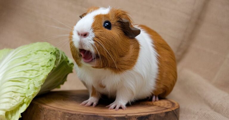 Can Guinea Pigs Eat Cabbage?